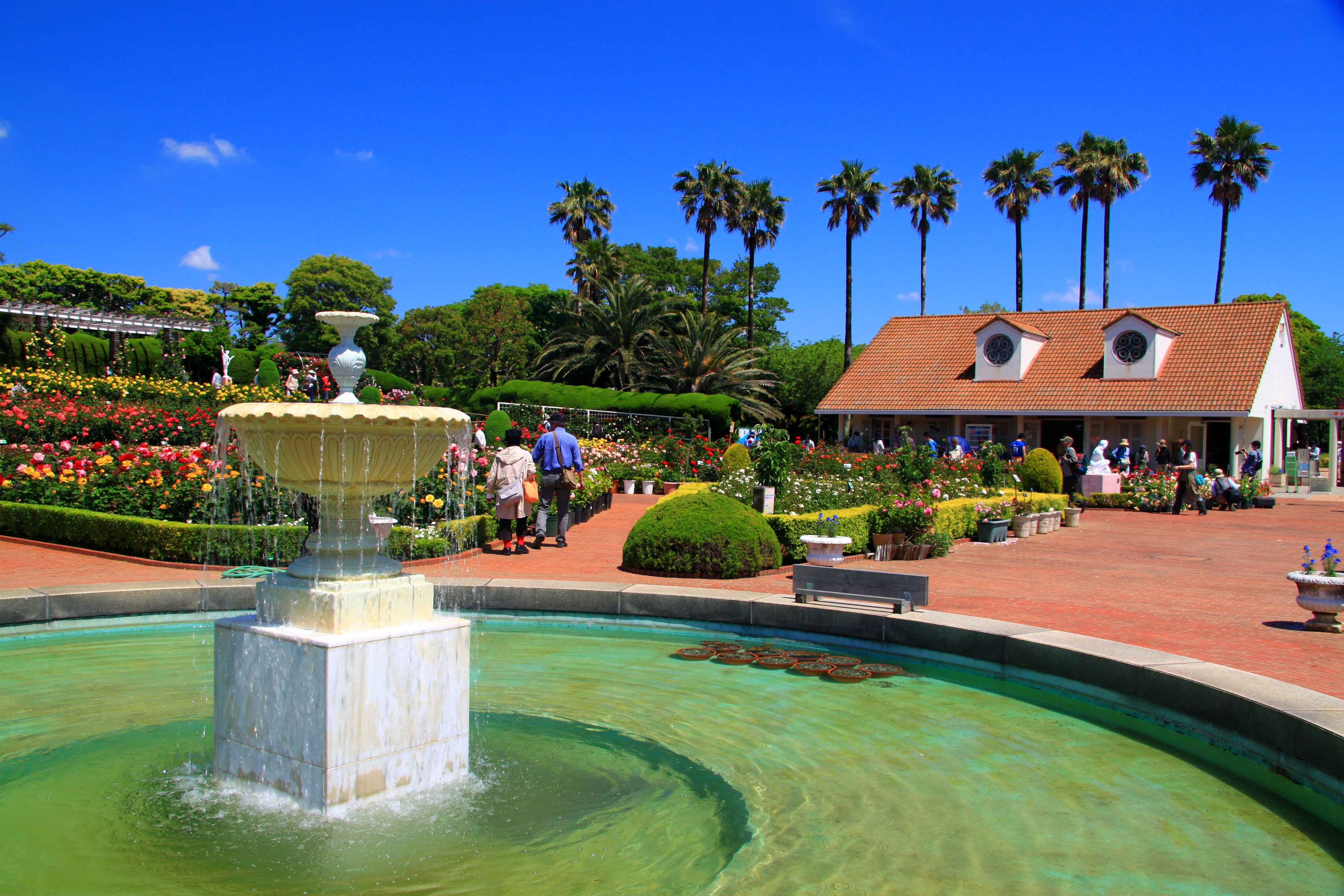 🌹 야츠 장미원(야츠바라엔) 이미지 7